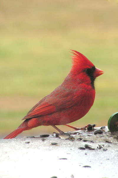 Cardinal by Jennifer Riser