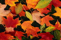 autumn leaves